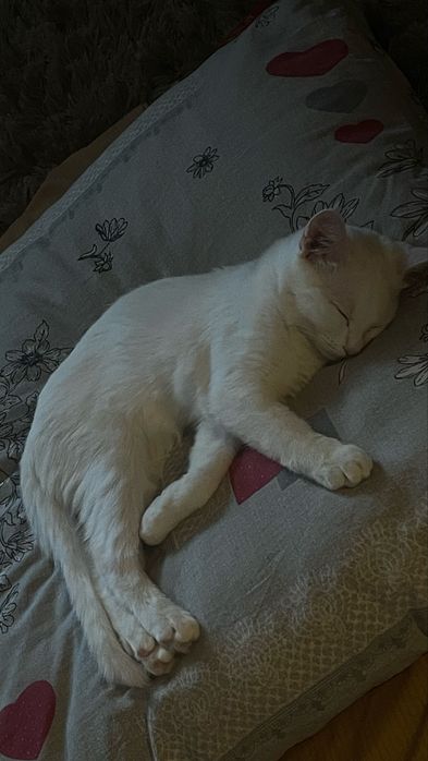 продам белый кот