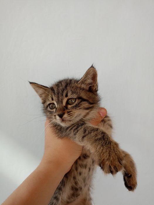 Отдам даром котят