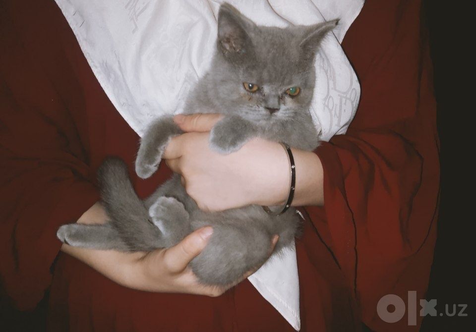 British shorthair