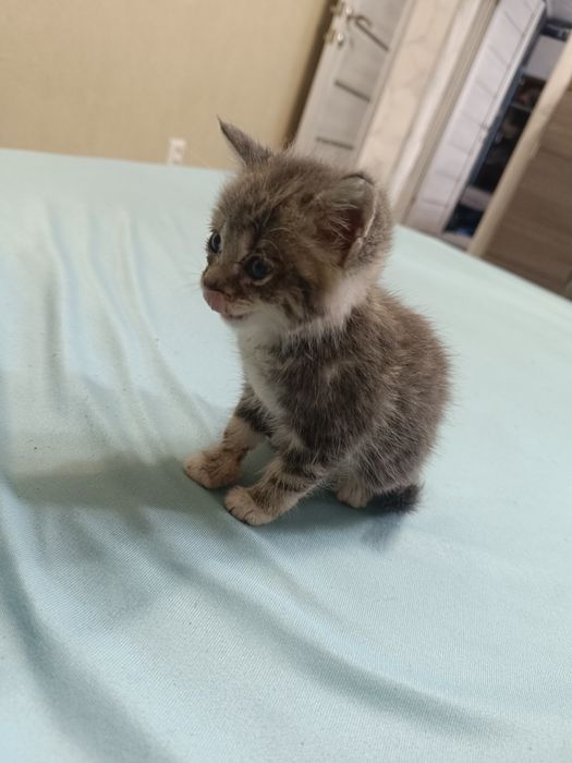 Маленькие котята