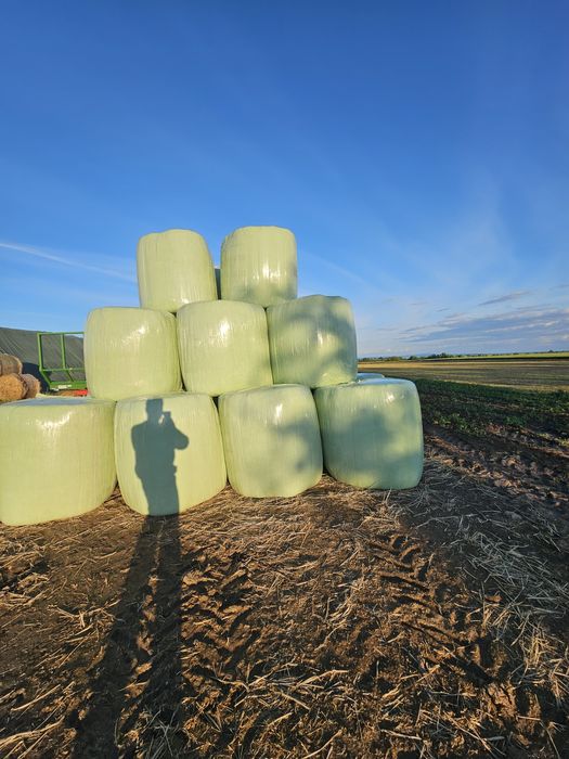 Lucernă înfoliată verde