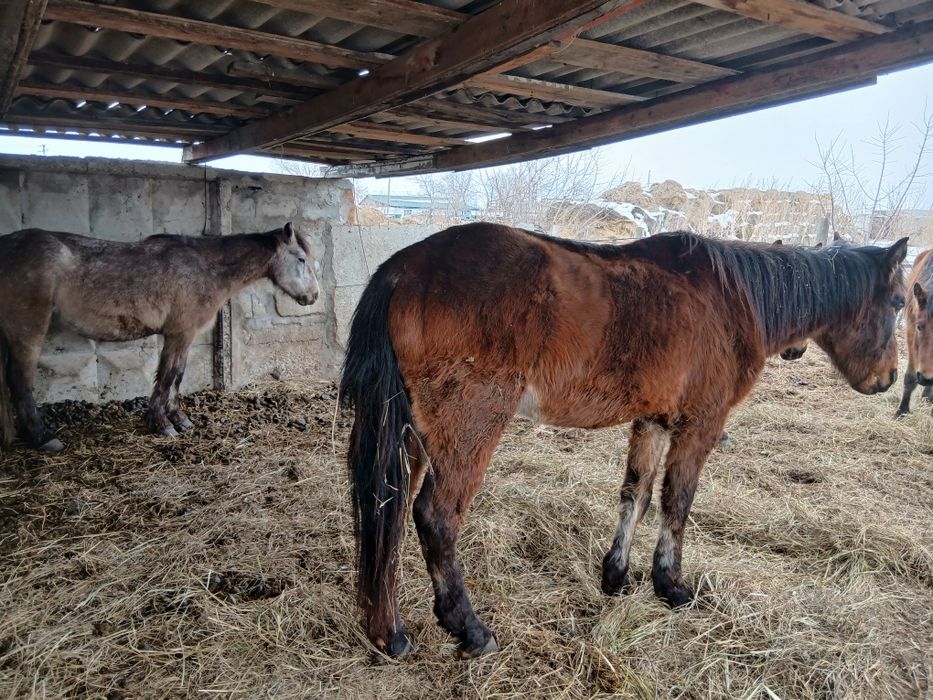 Жылқылар сатылады продам лошадей