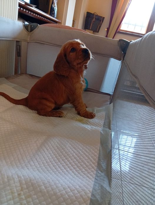 Cocker spaniel auriu
