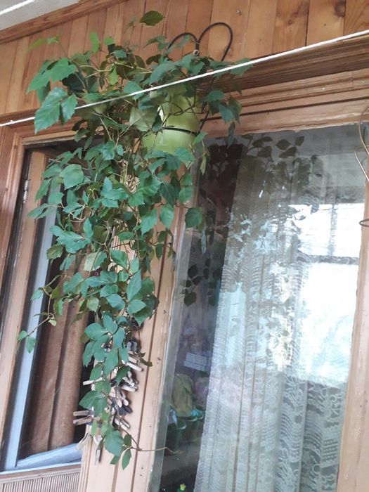 Комнатная березка