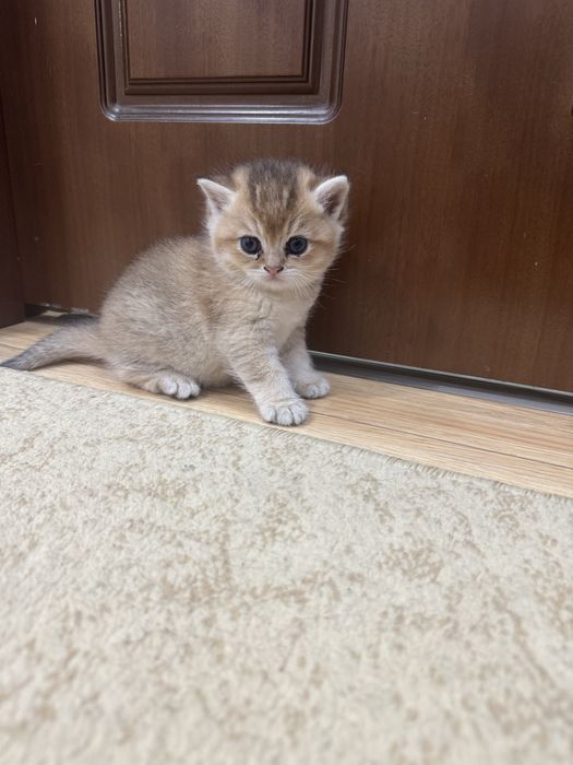 Золотистый шиншила к хорошим рукам