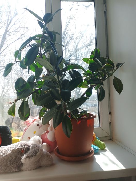 Продаю большой фикус Сарань