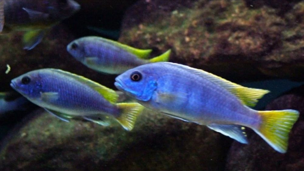 Акаариум баликлари Зоомагазин Кеша