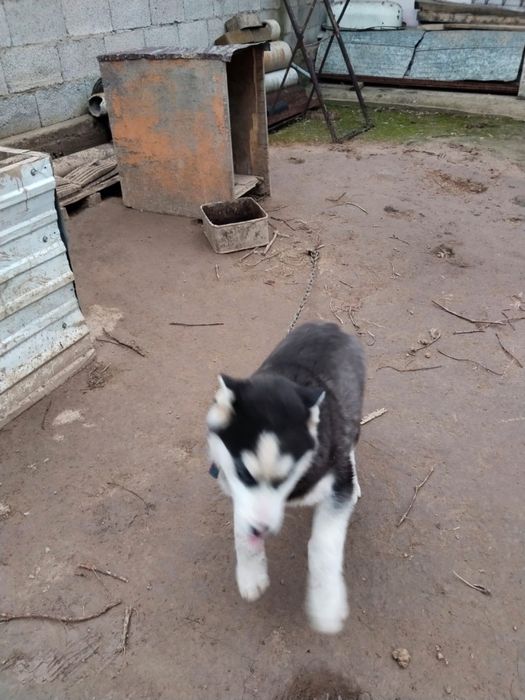 Хаски 4 айлық арыс