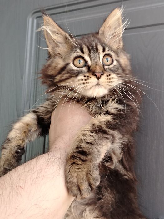 Кошечка мейн-кун