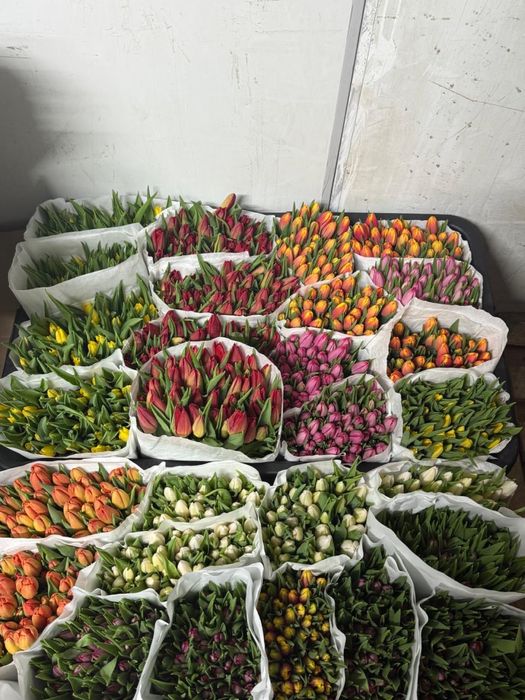 Голландские тюльпаны оптом