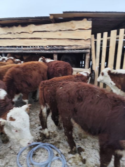 Подсос еркек бұзаулар герефорд