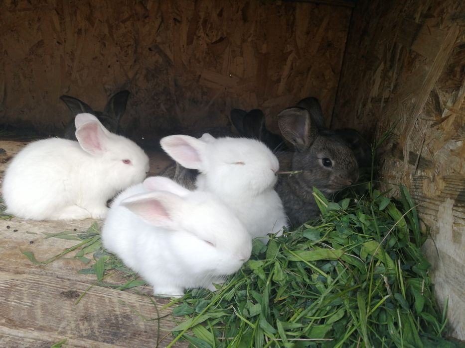 "Pufuleți", de vânzare. UB. Fătați pe 19.03.