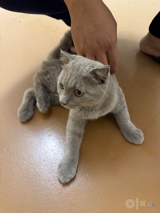 Scottish fold mushigi