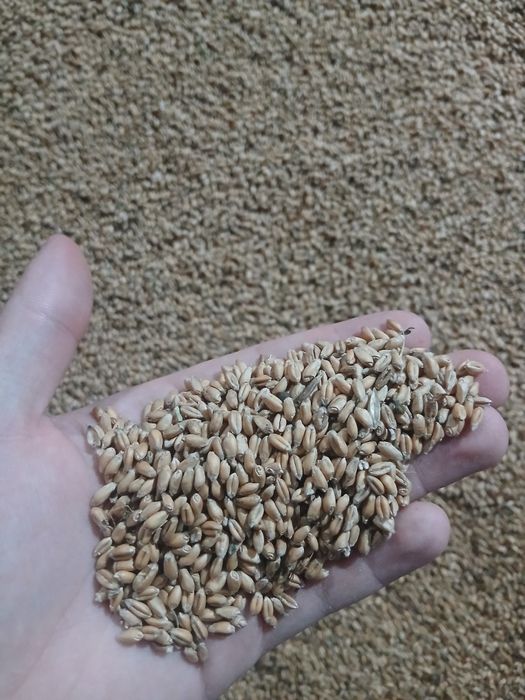 Vând sămânță de grâu de primăvară