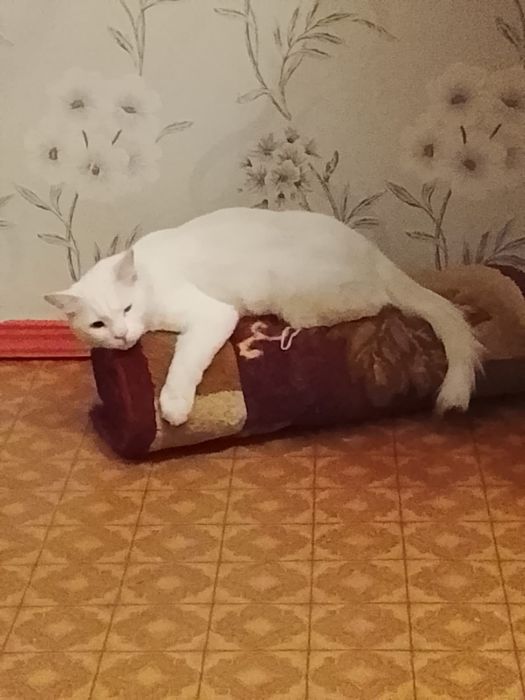 Отдам кота в хорошие руки