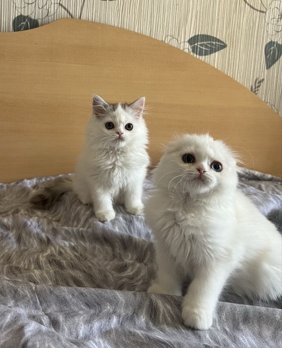 Шотландские девочки и мальчики.