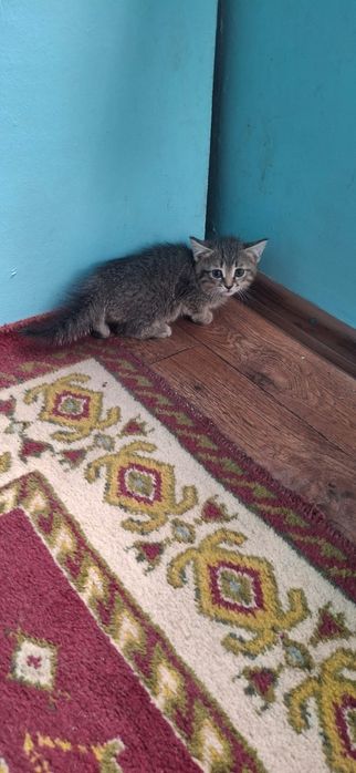 Котенок в добрые руки