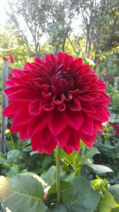 Цветочная Планета комнатные цветы