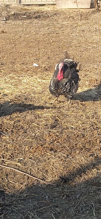 Induk 1ta erkak 1ta qizbola