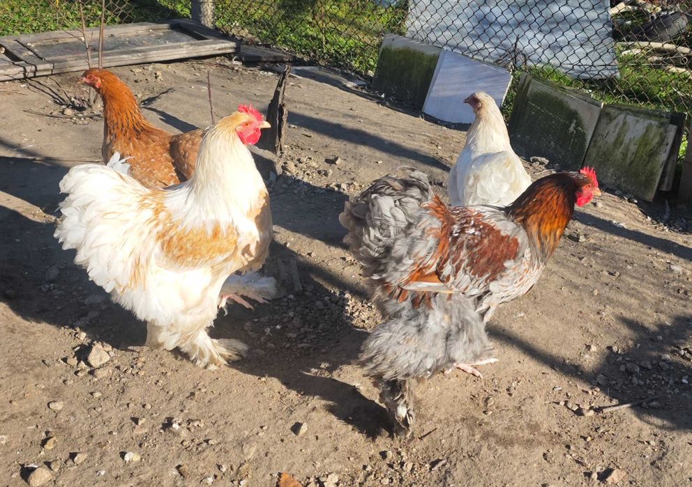 Петли Кохинхин 10 броя