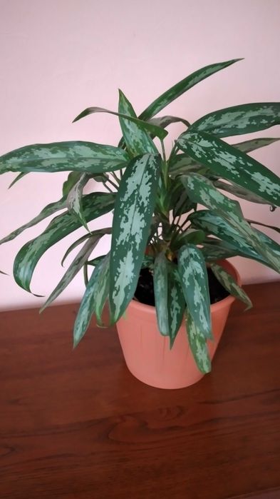 Продам цветы комнатные аглоанема