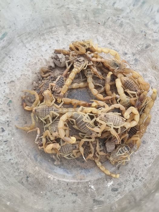 Chayon sotiladi dorilikka soni 30+