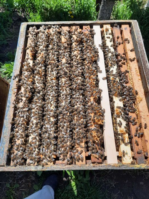 Vând familii de albine