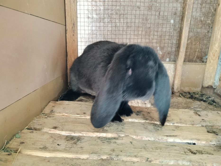 Berbec german masculi și femele