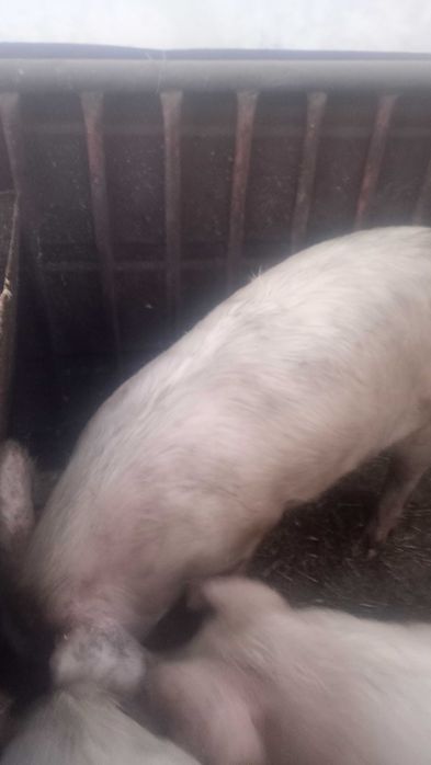 Домашно гледани  прасета