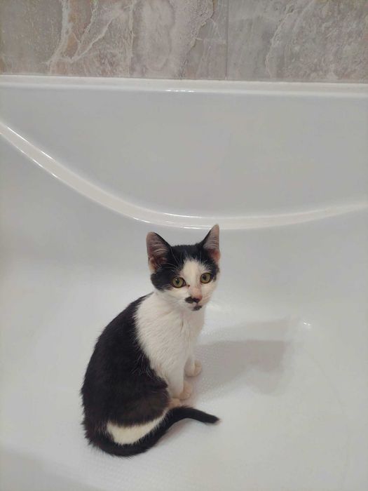 Ofer pisica spre adoptie
