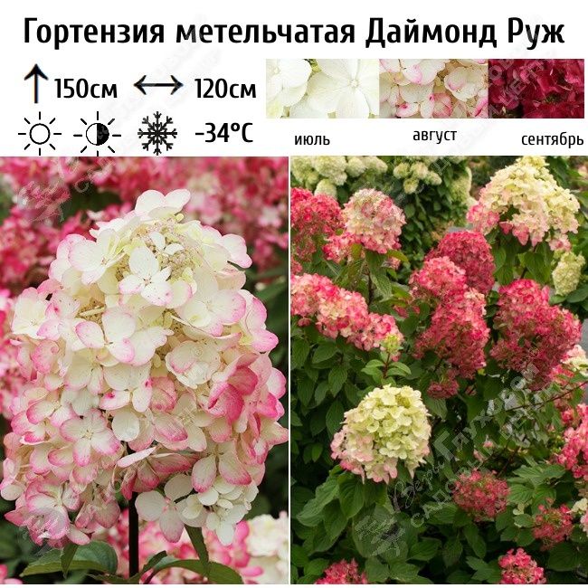 Саженцы гортензий