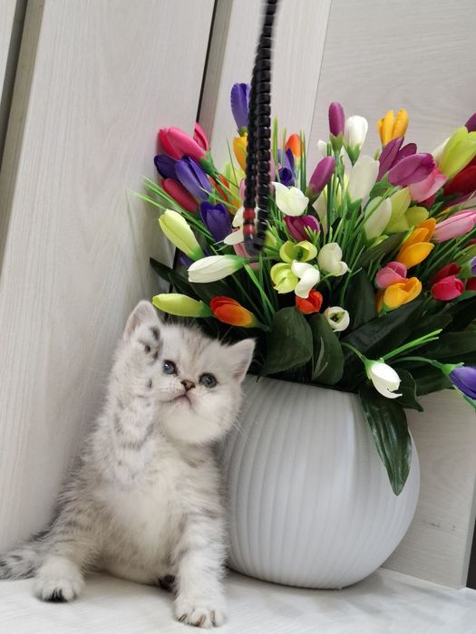 Продаются. Сотилади . Шотландские .