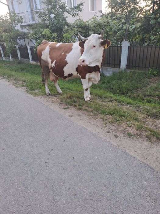 Vaca de gestanta de vanzare
