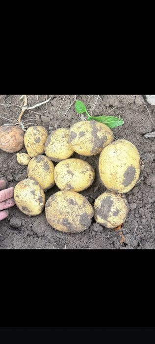 Продам картофель