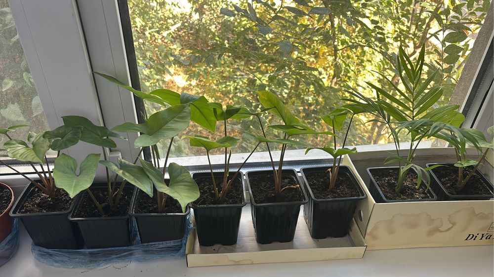 Цветы Сансевиерия сигониум