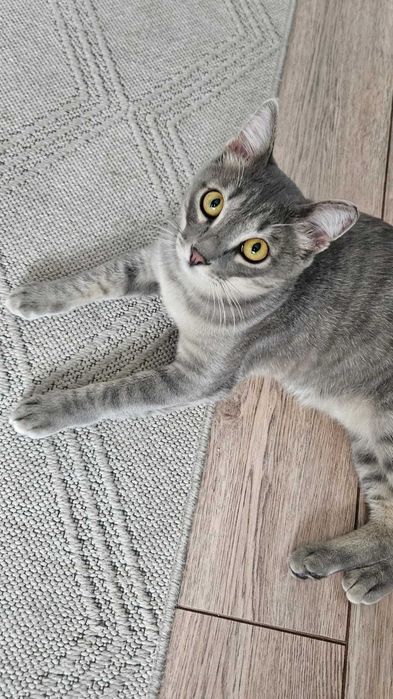 Молодой красивый котик ищет дом
