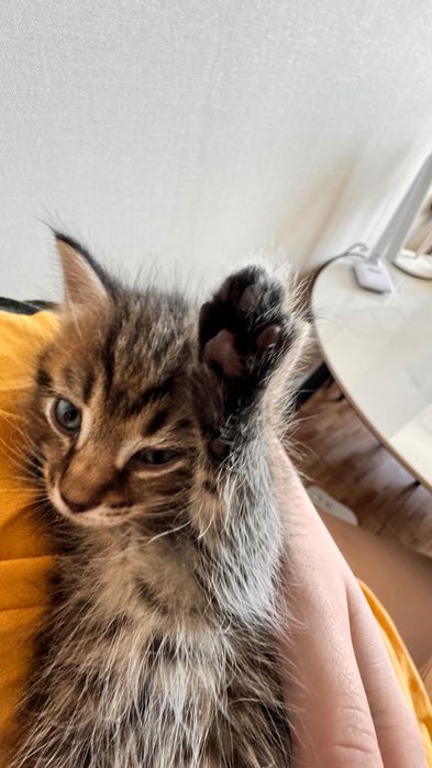 Отдам котенка в добрые руки