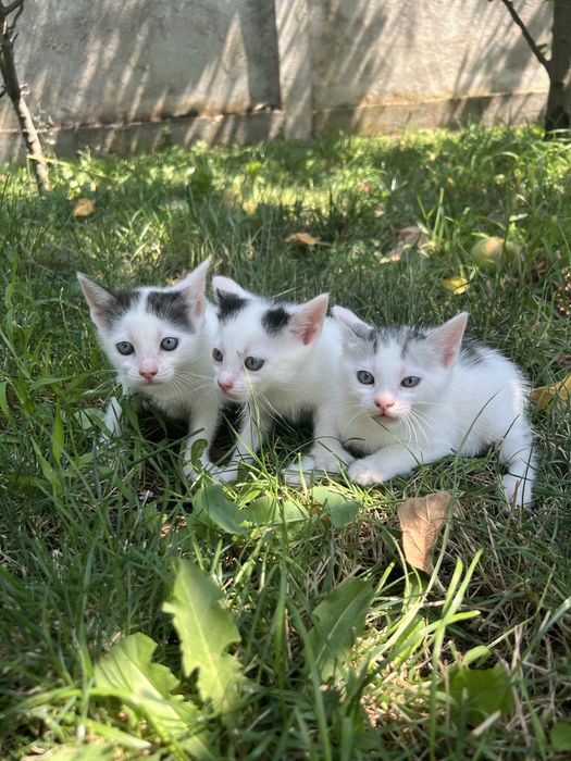 Donez trei pisicute micute, tare cumintele si jucause