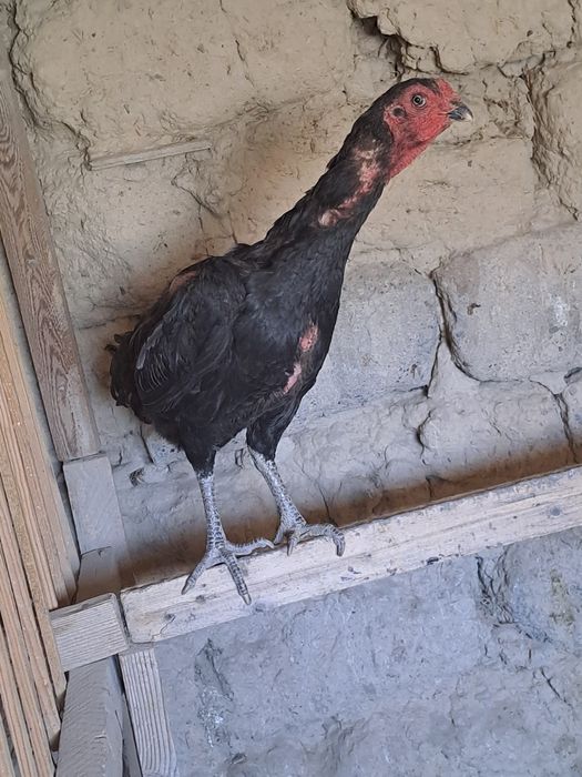 Продам кур, бойцовые