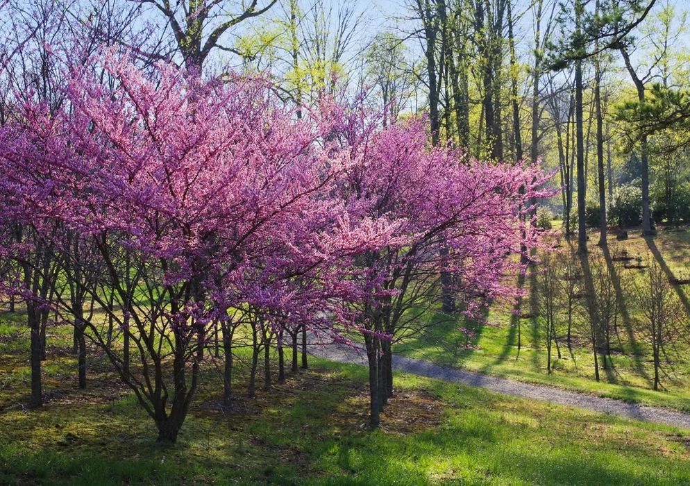 Cercis  Canadensis (Arborele Iudei )