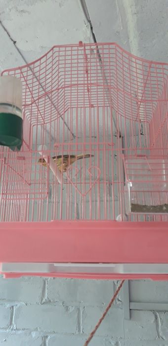 Кенара отлично поёт