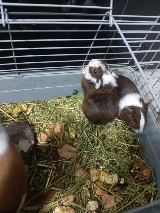 Морская свинка сотилади.ёки обмен