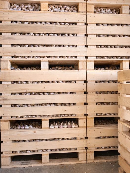 Usturoi de vânzare  pentru plantat și consum soiuri alb și rosu