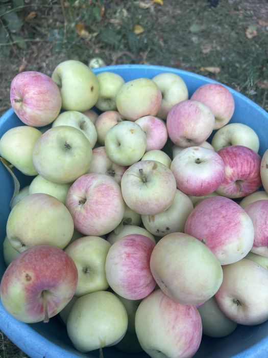 Продам яблоки свежие домашние