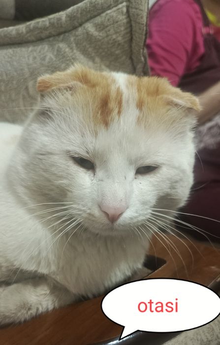 Mushuk skottish fold erkak 1 yillik mushuk