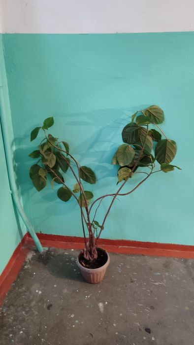 Цветы для дома и офиса