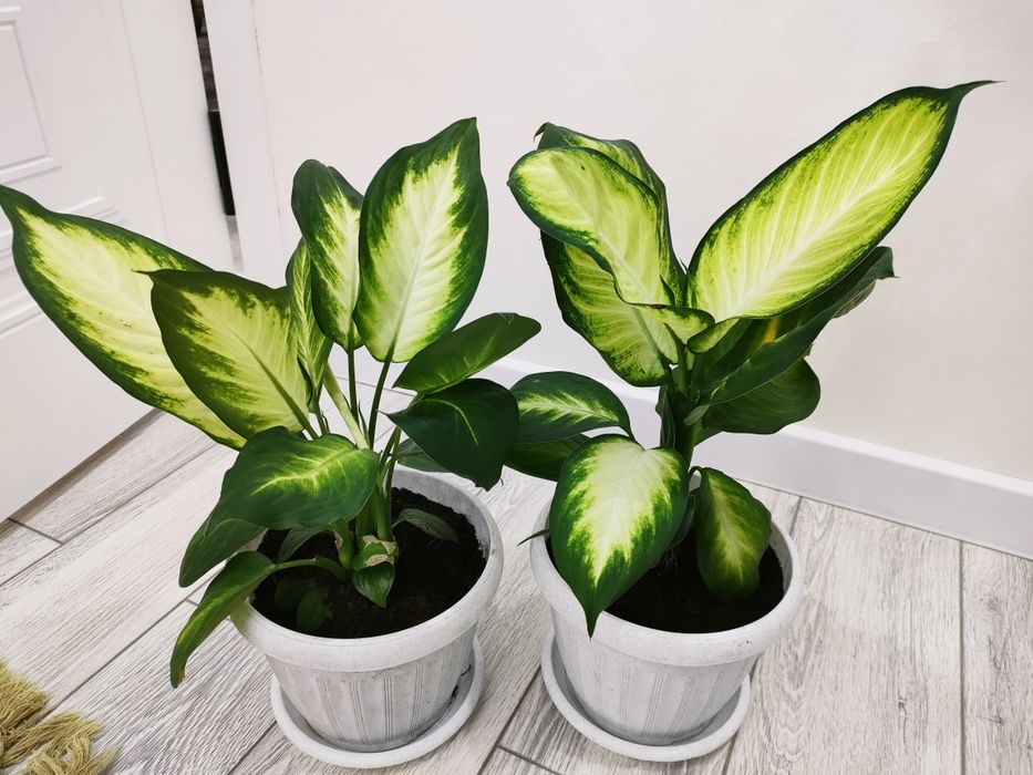 Домашние растения, доставка