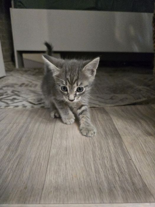 Отдам котят в добрые руки