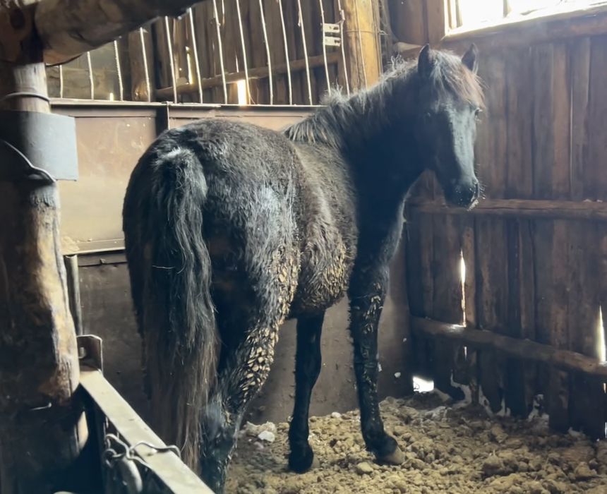 2 бас дөнен сатам семіртілген
