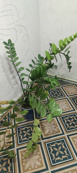 Доллоровое дерево